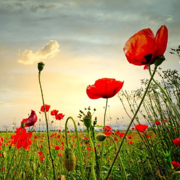 Mohnblume