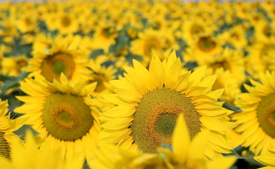Sonnenblumenfeld. © GaborfromHungary/morguefile.com
