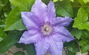 Wunder der Natur, die staunen lassen