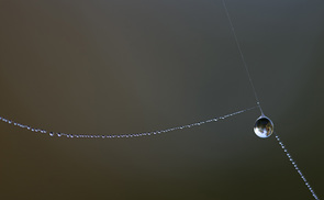 Aufgefädelte Tropfen aus Tau. © Weinstöckle/flickr.com