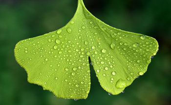 Grünes Blatt mit Tautropfen