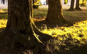 Baum