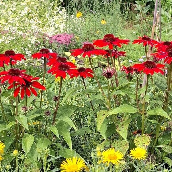 Gartenausstellung Schärding