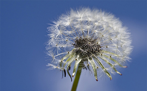 Pusteblume