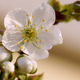 Weiße Blüte mit hellem Hintergrund. 