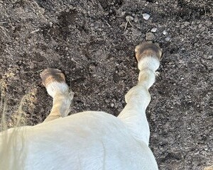 On the breathing wings of a horse