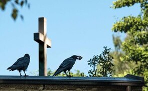 Ornithologische Führung am St. Barbara Friedhof